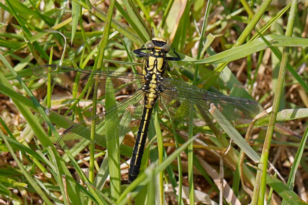 Gomphus_vulgatissimus